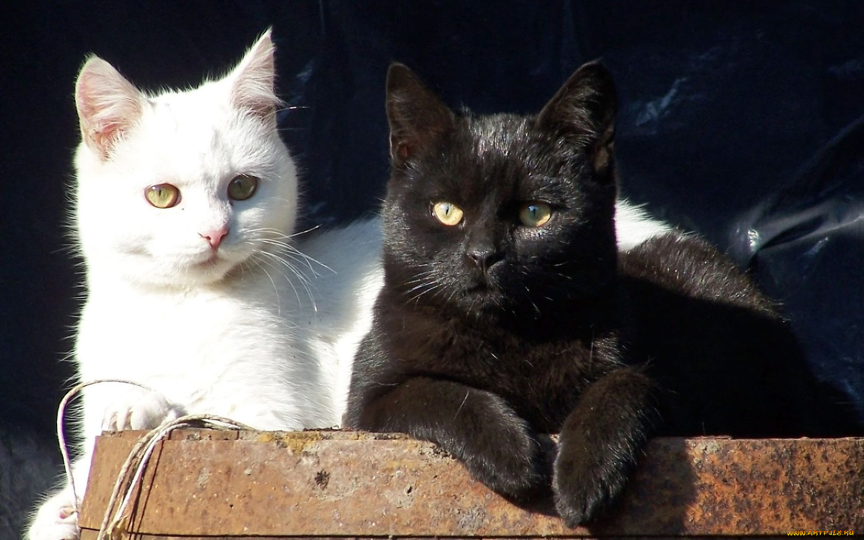 Кошка черная с белым